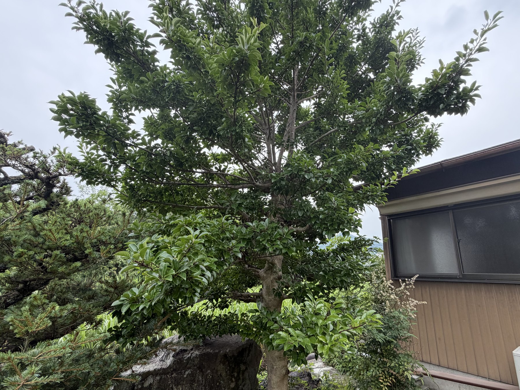 作業前:庭木が残っていた外回り