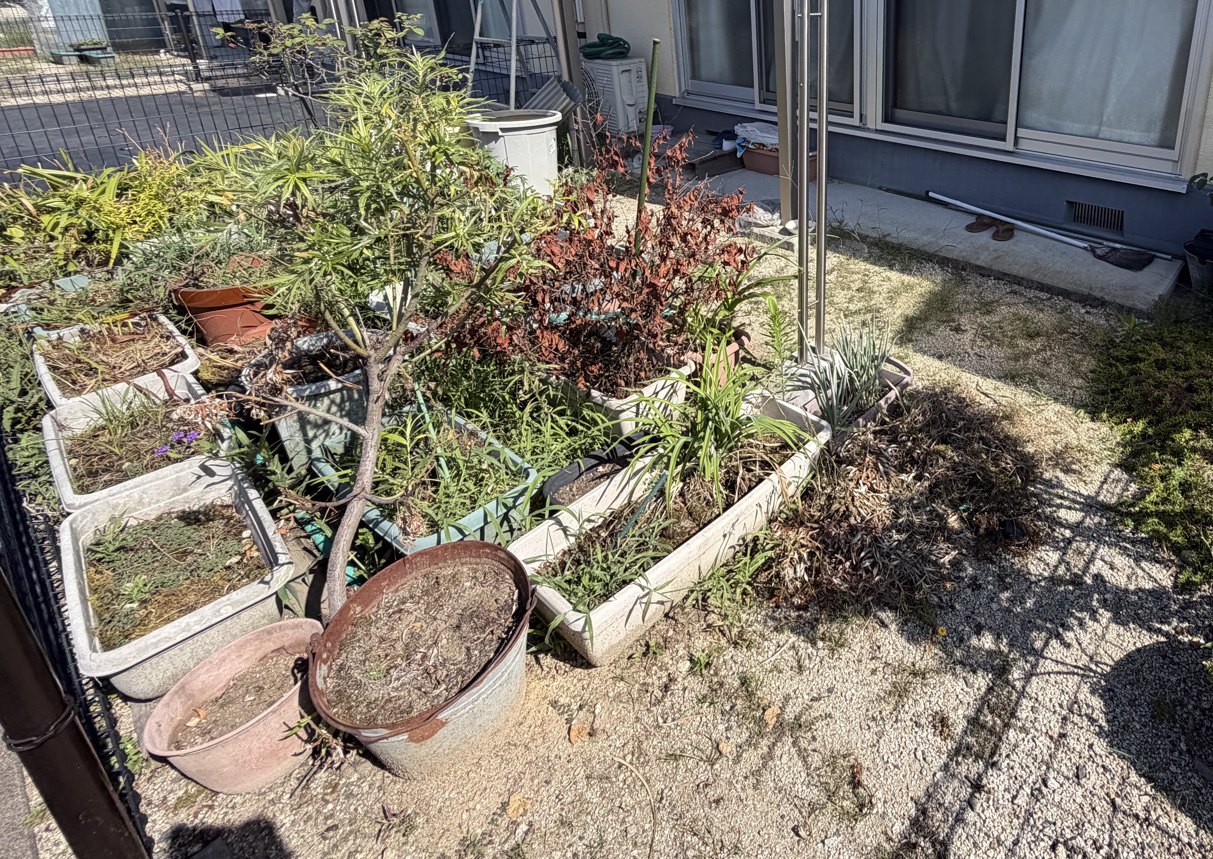 作業前・庭の植栽